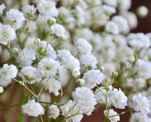 Gypsophila Flowers