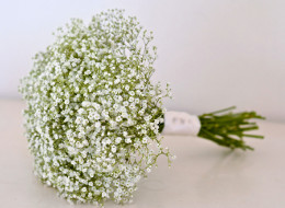 Gypsophila Package